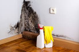 Best Black Mold Removal  in Moody Af, GA